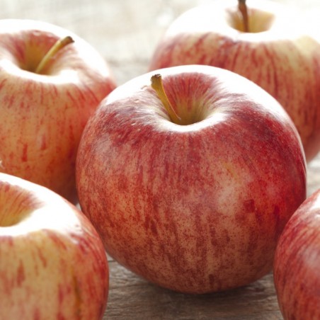 Proprietà e benefici della buccia di mela Gala Biologica | FruttaWeb.com