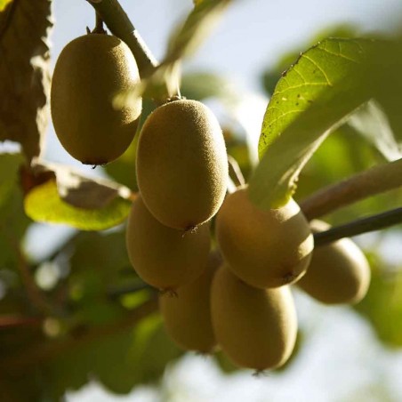 kiwi giallo biologico Soreli "Almaverde Bio": acquista online su FruttaWeb.com