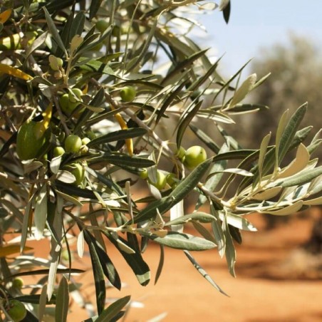 Olive Fresche Intosso di Casoli: Acquista Online su FruttaWeb.com