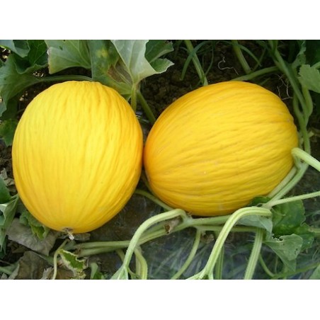 Melone "Gialletto": Acquista Online con un Click su FruttaWeb.com