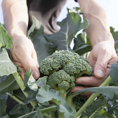 Cavolo broccolo: acquistalo online su FruttaWeb.com