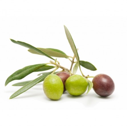 Olive fresche da tavola "Bella di Cerignola" acquistabili online su FruttaWeb
