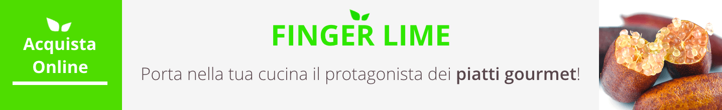 finger lime acquista online fruttaweb