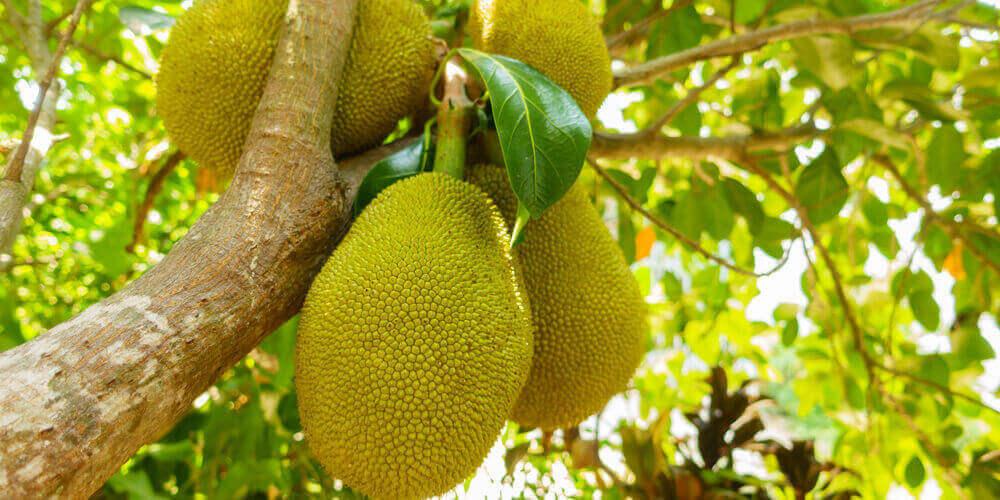 jackfruit coltivazione
