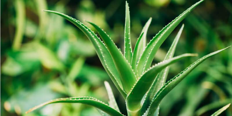 Aloe curative come usarlo - FruttaWeb