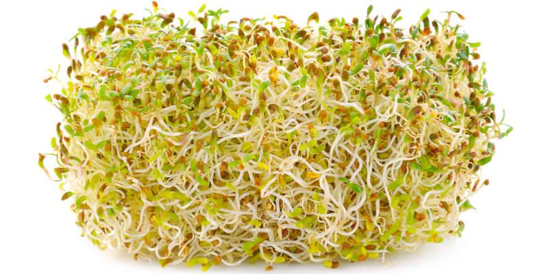 germogli omega 3
