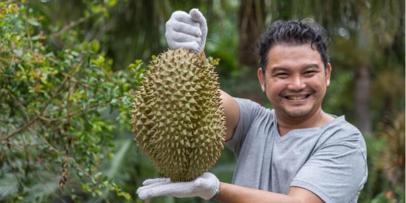 coltivazione durian